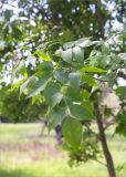 Fraxinus pennsylvanica