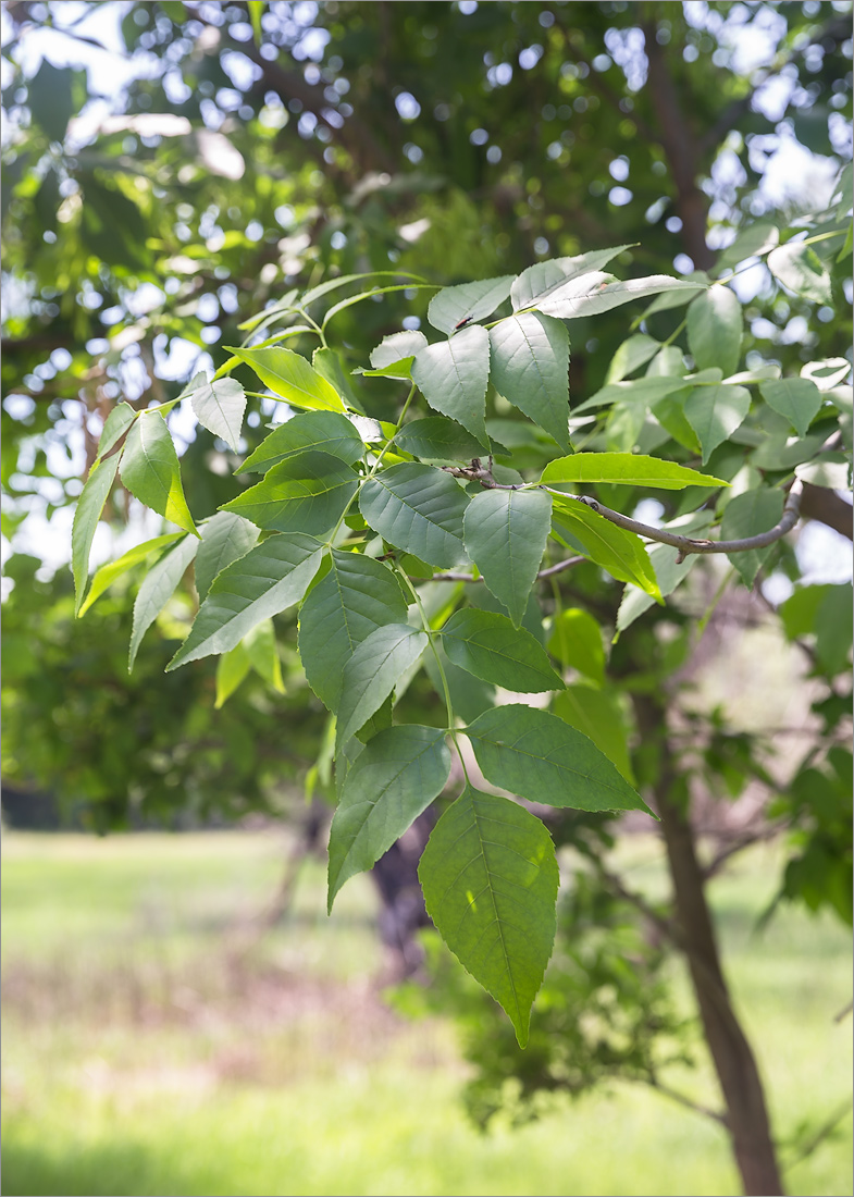 Image of Fraxinus pennsylvanica specimen.