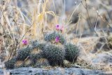 familia Cactaceae