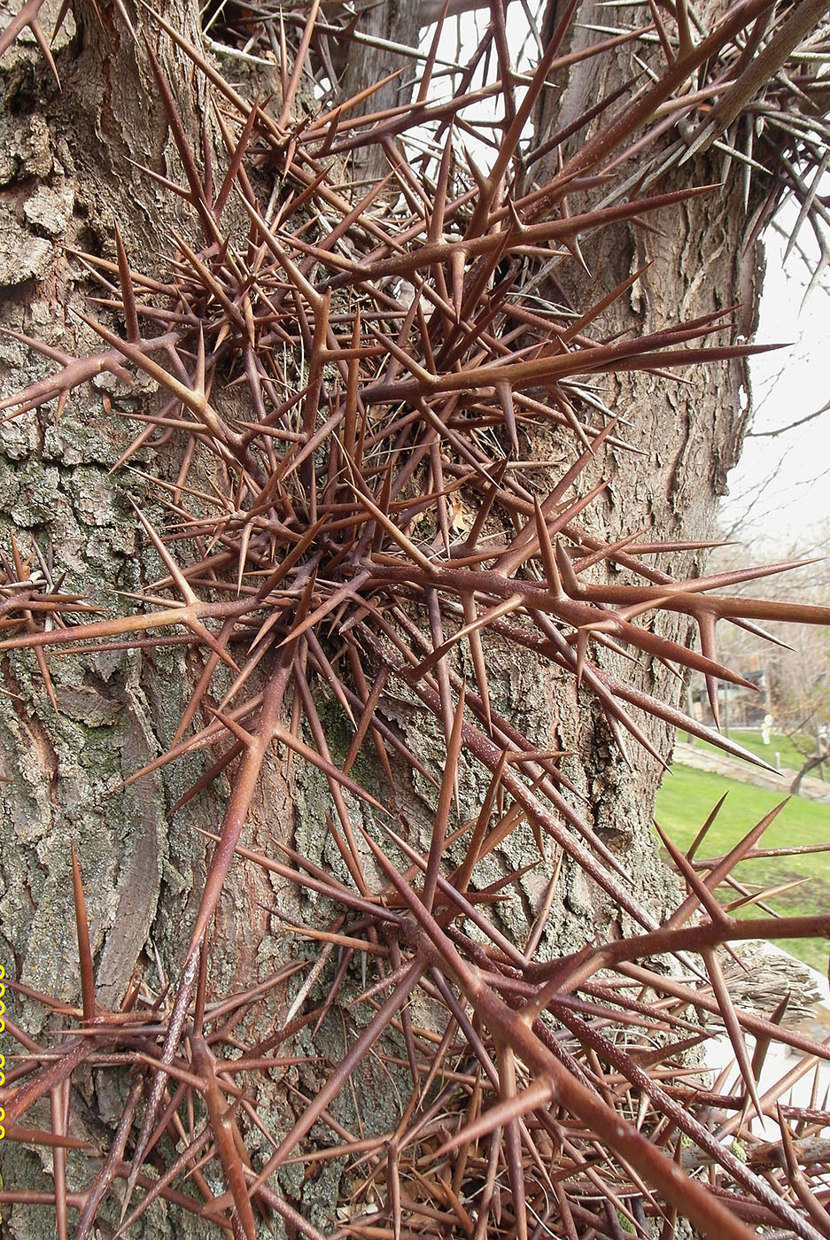 Изображение особи Gleditsia triacanthos.