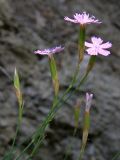 Dianthus humilis. Верхушки побегов с цветками. Южный Берег Крыма, окр. пос. Виноградный. 27 июля 2009 г.