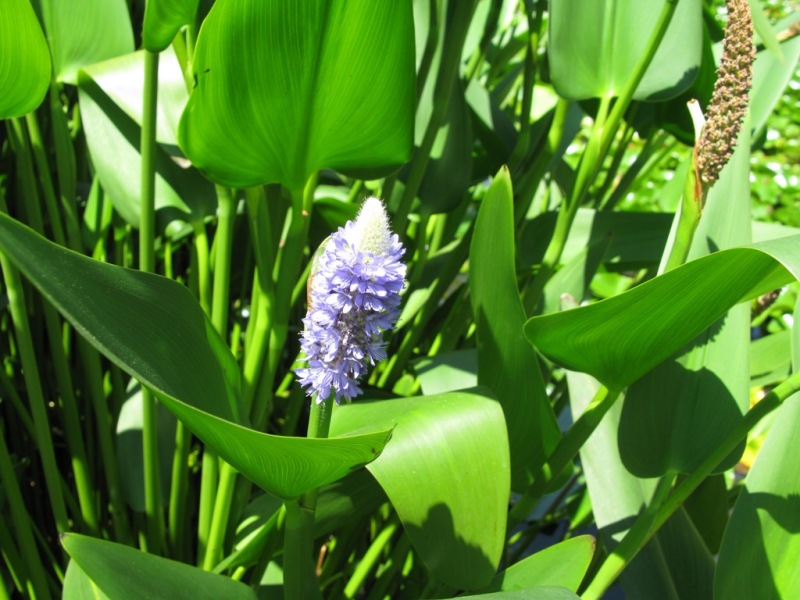 Изображение особи Pontederia cordata.