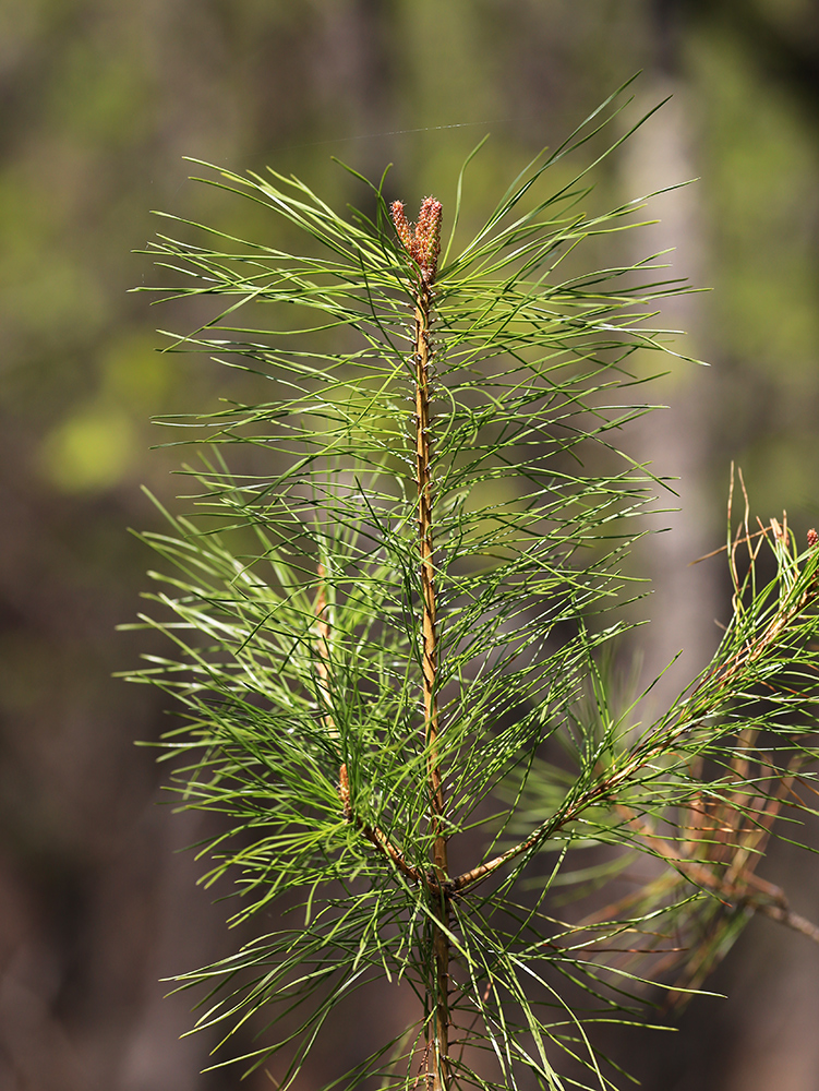 Изображение особи Pinus &times; funebris.