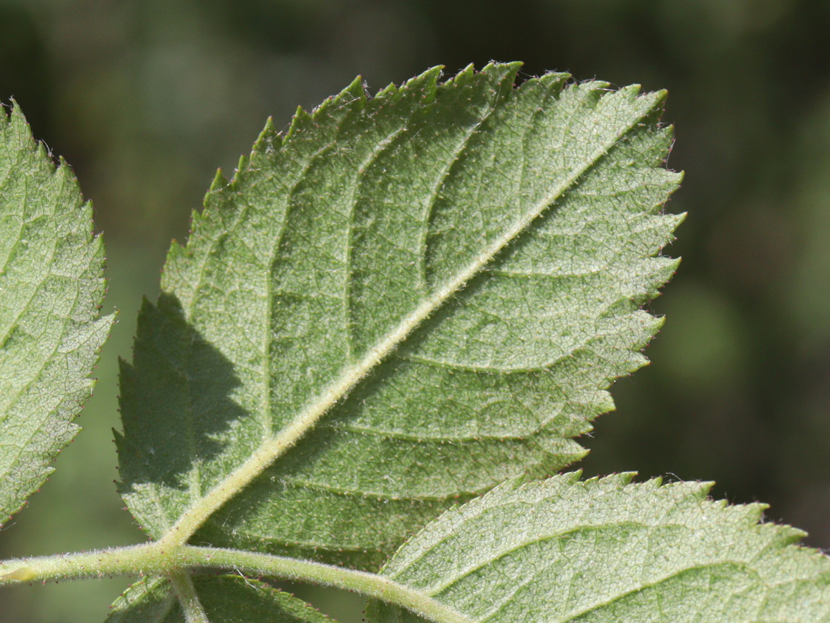Image of Rosa floribunda specimen.