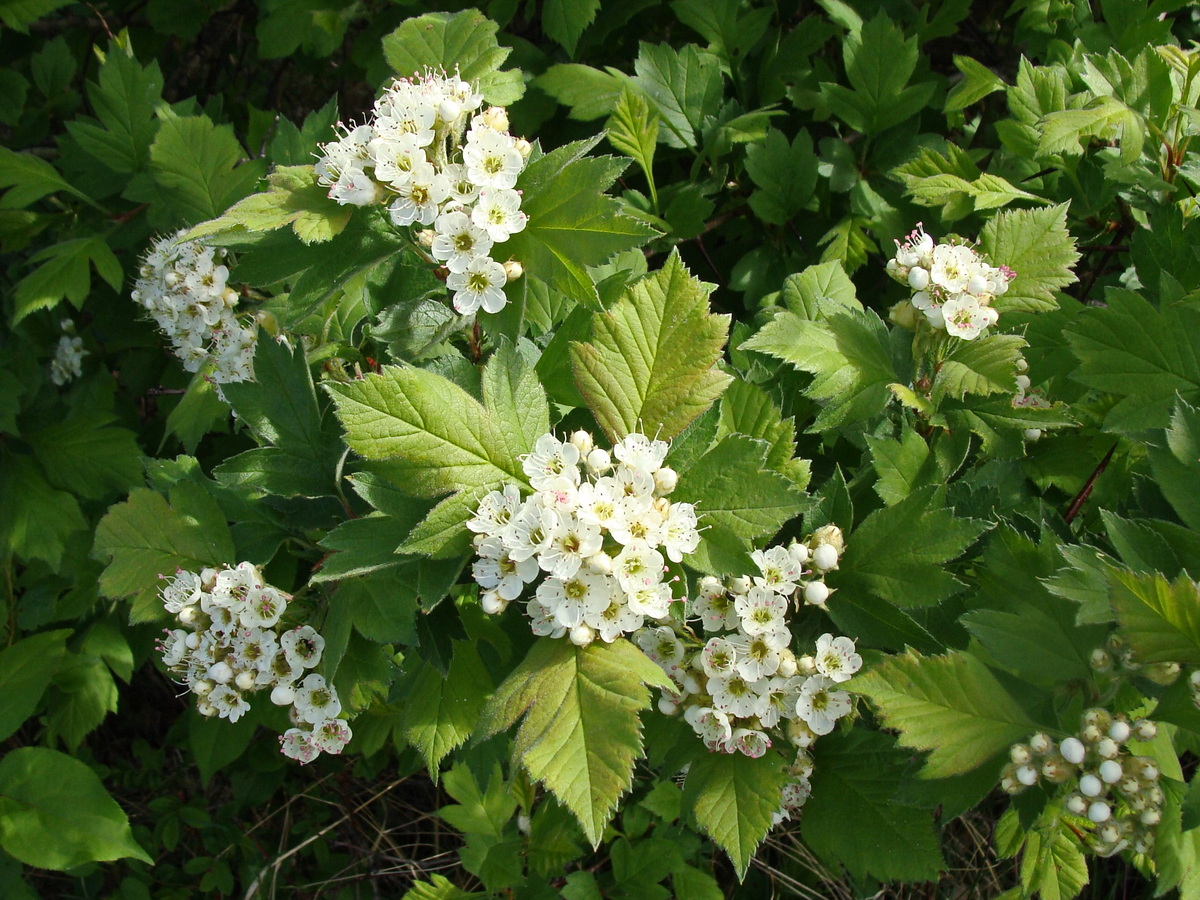 Image of Crataegus maximowiczii specimen.