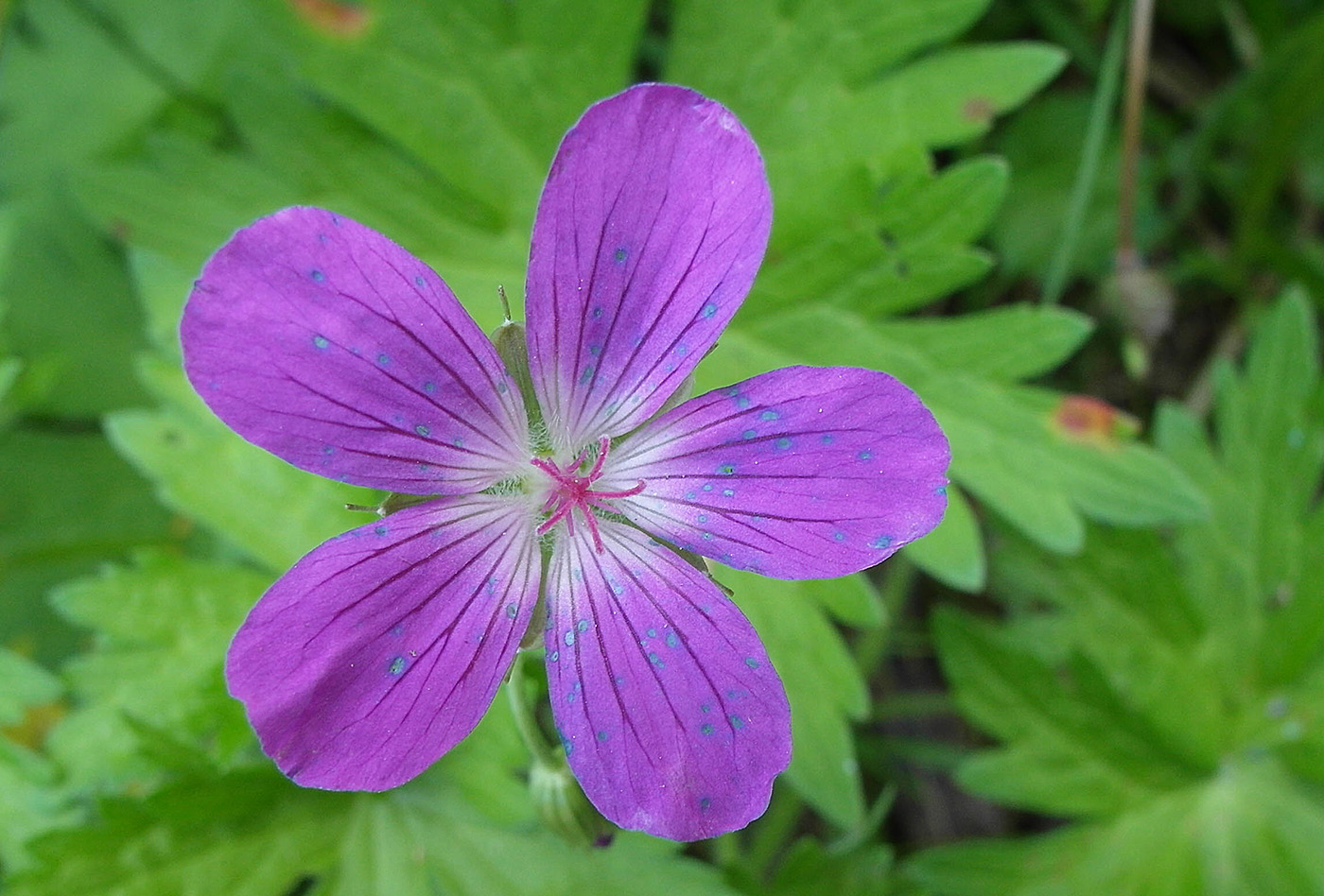 Изображение особи Geranium sylvaticum.