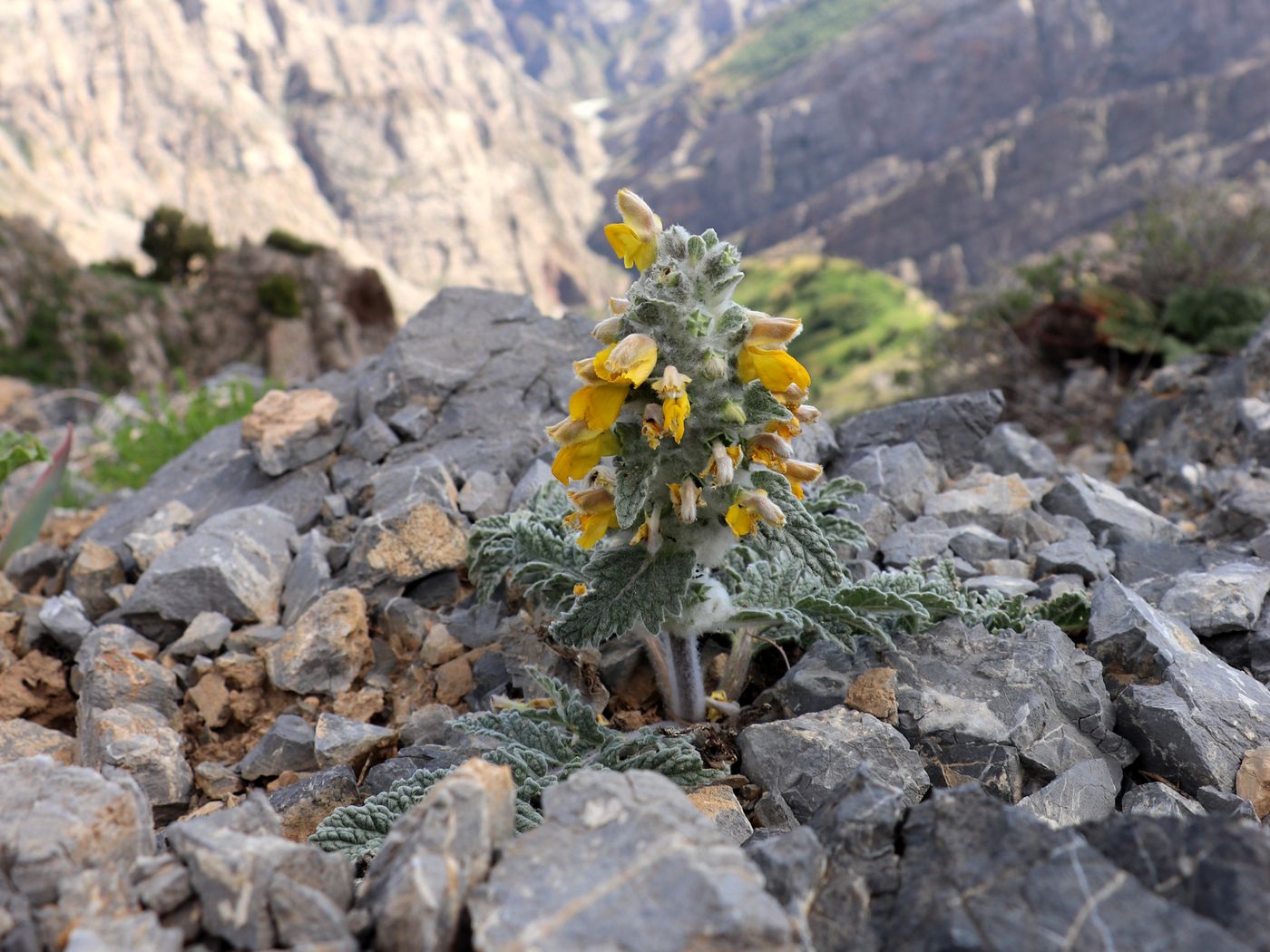 Изображение особи Phlomoides speciosa.