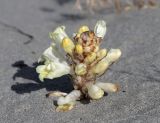 Cistanche trivalvis. Цветущее растение. Узбекистан, Ферганская обл., Язъяванский р-н, Язъяванские пески, частично закреплённые дюны. 16 мая 2023 г.