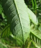 Salix myrsinifolia. Верхушка листовой пластинки (вид снизу). Ярославская обл., Угличский р-н, д. Масальское, р. Корожечна. 05.07.2010.