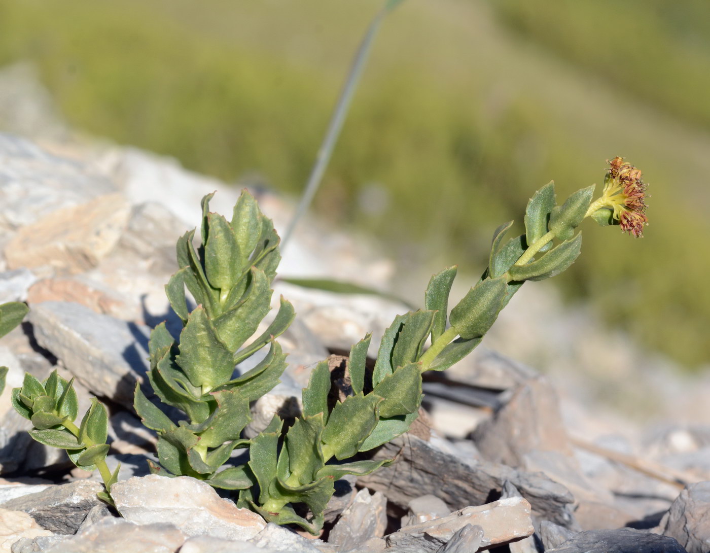 Изображение особи Rhodiola heterodonta.