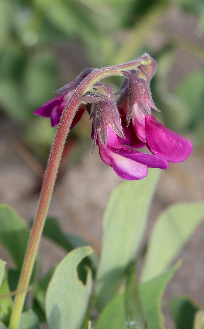 Изображение особи Lathyrus japonicus ssp. pubescens.