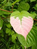 Actinidia kolomikta