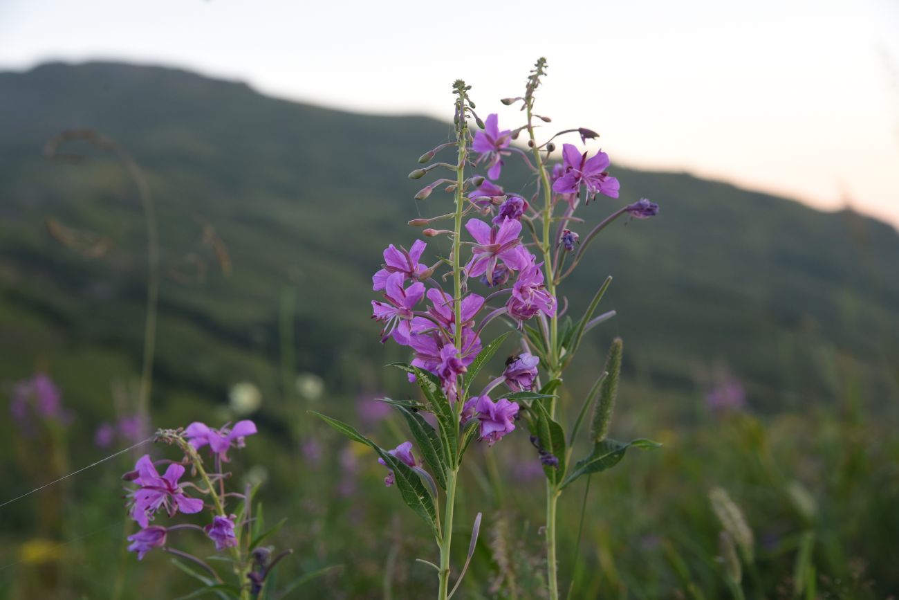 Изображение особи Chamaenerion angustifolium.