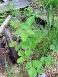 Rubus arcticus