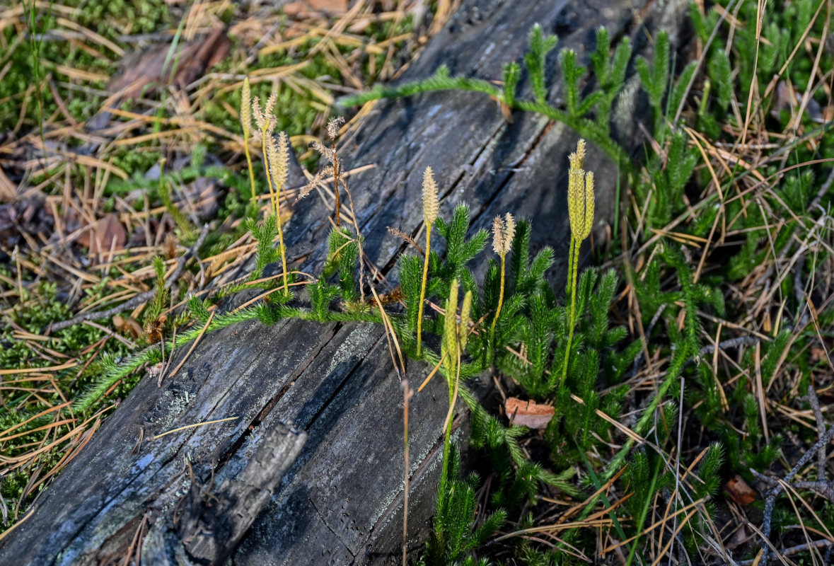 Изображение особи Lycopodium clavatum.