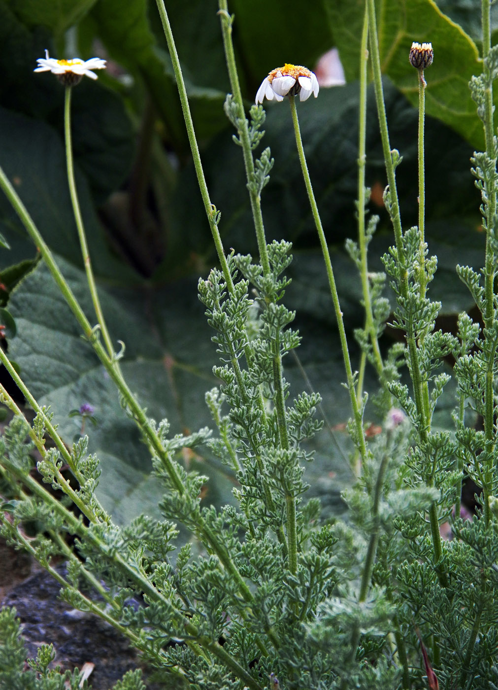 Image of Spathipappus griffithii specimen.