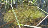 Lemna trisulca. Скопление фрондов среди зарослей водных растений. Ярославская обл., Угличский р-н, дер. Масальское, р. Корожечна. 24.07.2009.