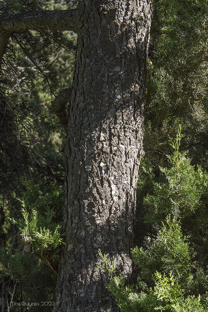 Image of genus Cedrus specimen.