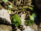 Ranunculus sceleratus. Часть молодого вегетирующего растения. Пермский край, Берёзовский р-н, долина р. Шаква в окр. дер. Карнаухово, в р-не Татарской горы, у воды. 12 августа 2023 г.