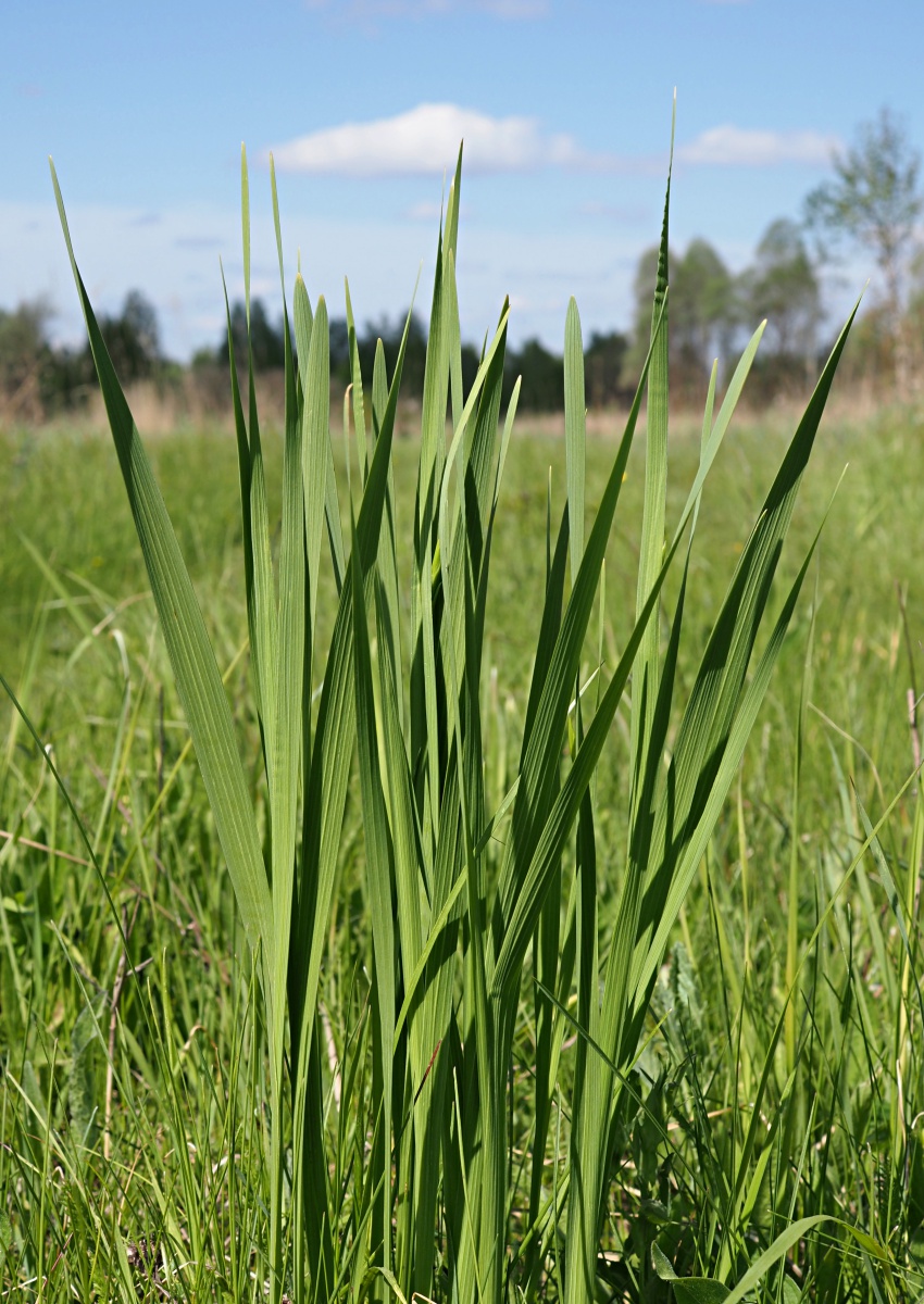 Изображение особи Gladiolus imbricatus.