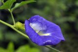 Clitoria ternatea. Цветок. Таиланд, Бангкок, Донмыанг, жилой квартал, у забора, в культуре. 11.09.2023.