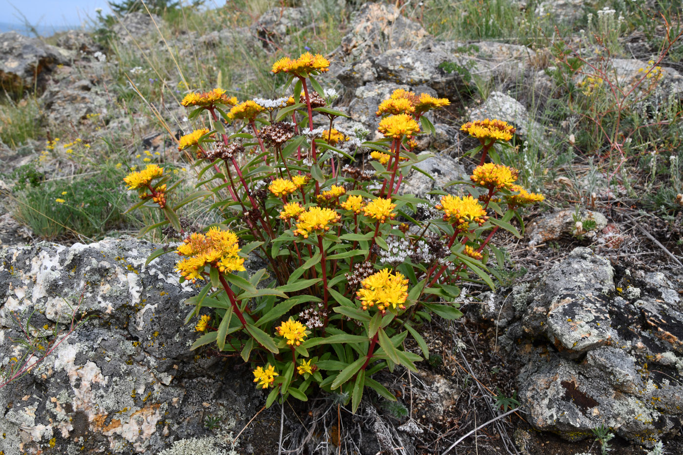 Изображение особи Aizopsis baicalensis.