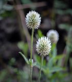 Trifolium montanum