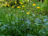 Ranunculus repens