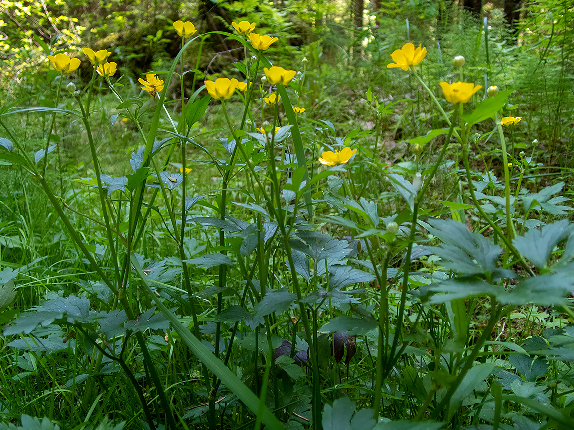 Image of Ranunculus repens specimen.