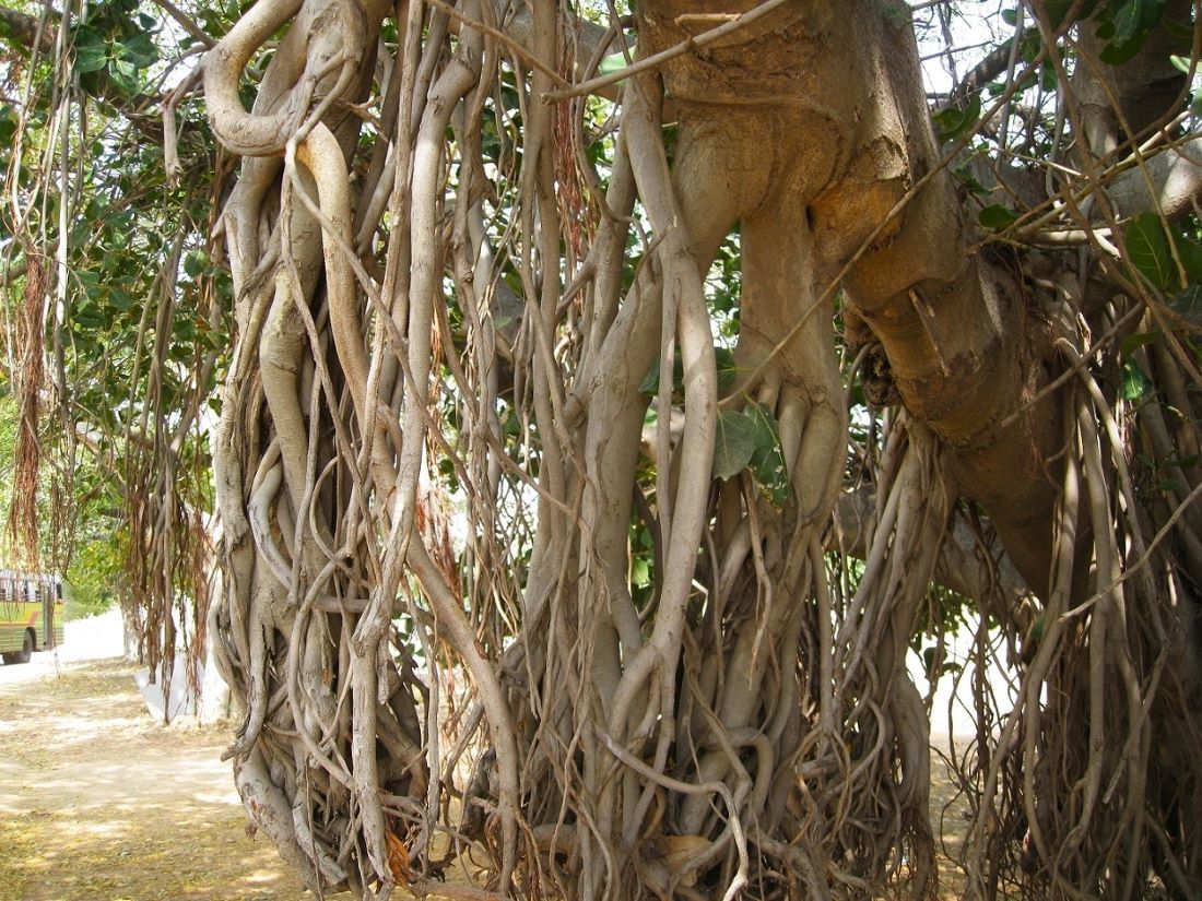 Image of Ficus benghalensis specimen.
