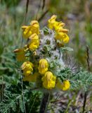 Phlomoides speciosa