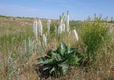 Plantago maxima