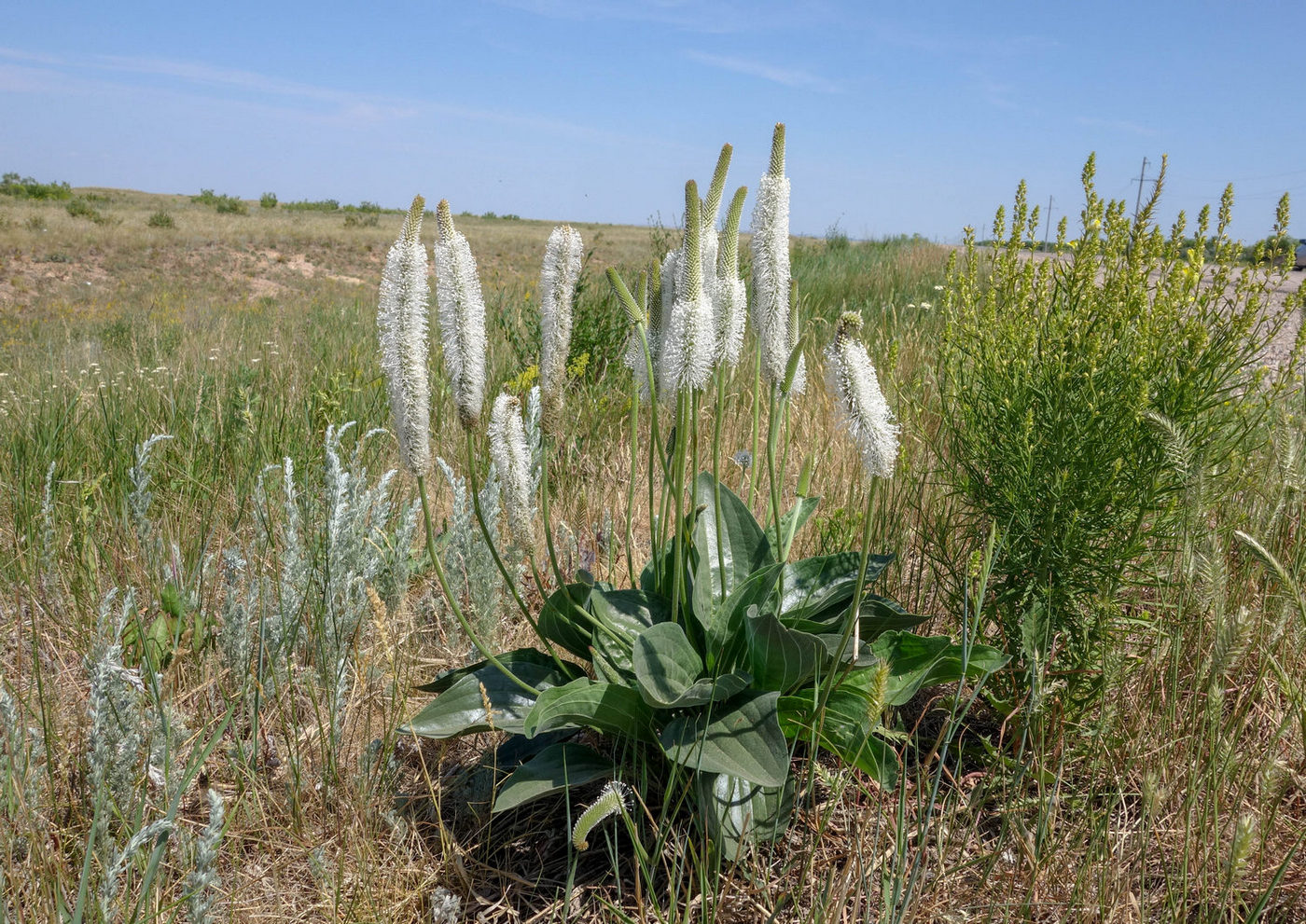 Изображение особи Plantago maxima.