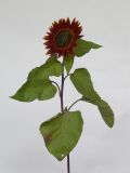 Helianthus annuus