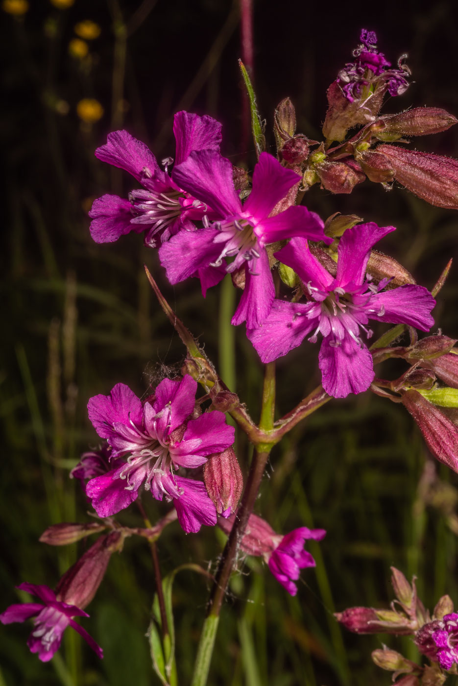 Изображение особи Viscaria vulgaris.