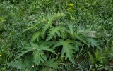 Heracleum dissectum