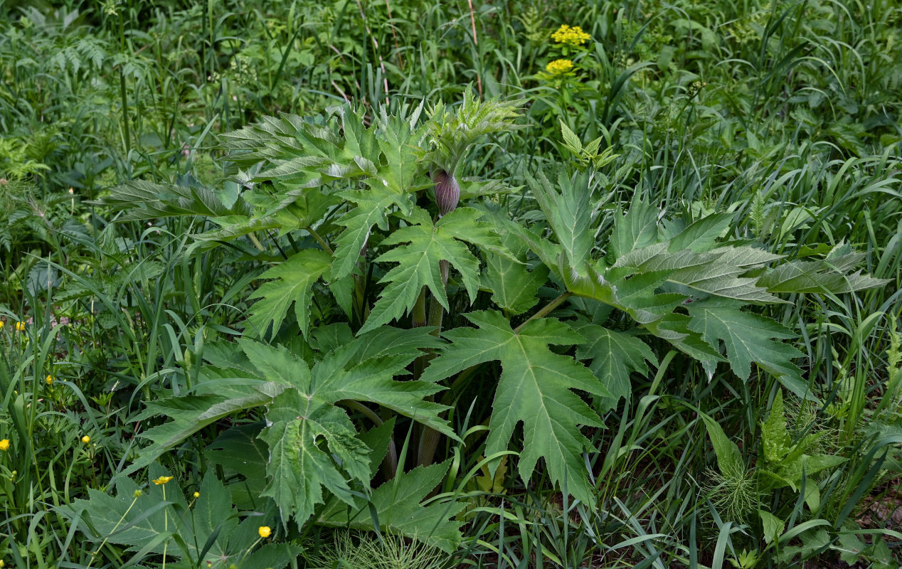 Изображение особи Heracleum dissectum.