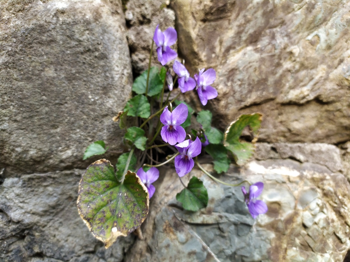 Image of Viola dehnhardtii specimen.