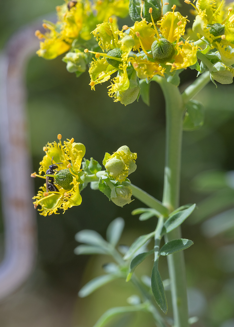 Изображение особи Ruta chalepensis.