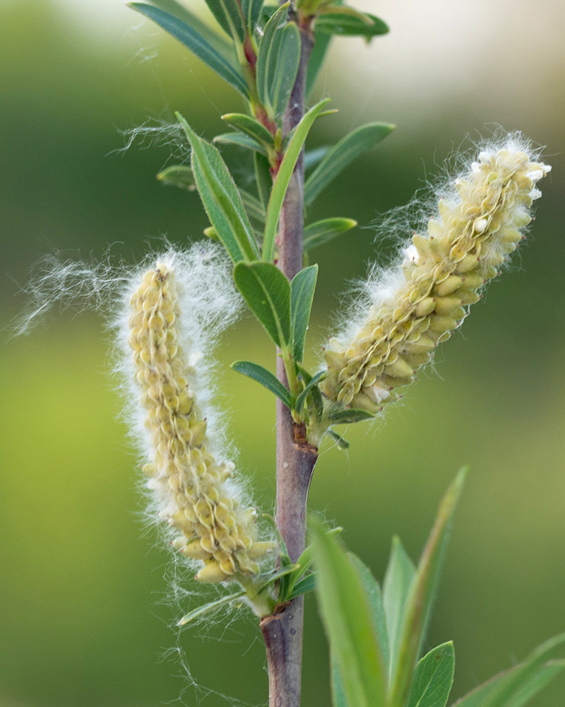 Изображение особи Salix elbursensis.