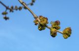 Fraxinus pennsylvanica