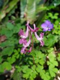 Corydalis caucasica. Соцветие. Краснодарский край, г/о Сочи, мкр. Мацеста, тропа к Агурским водопадам, лес по склону горы. 31.03.2021.