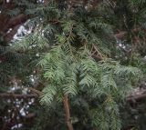 Taxus baccata