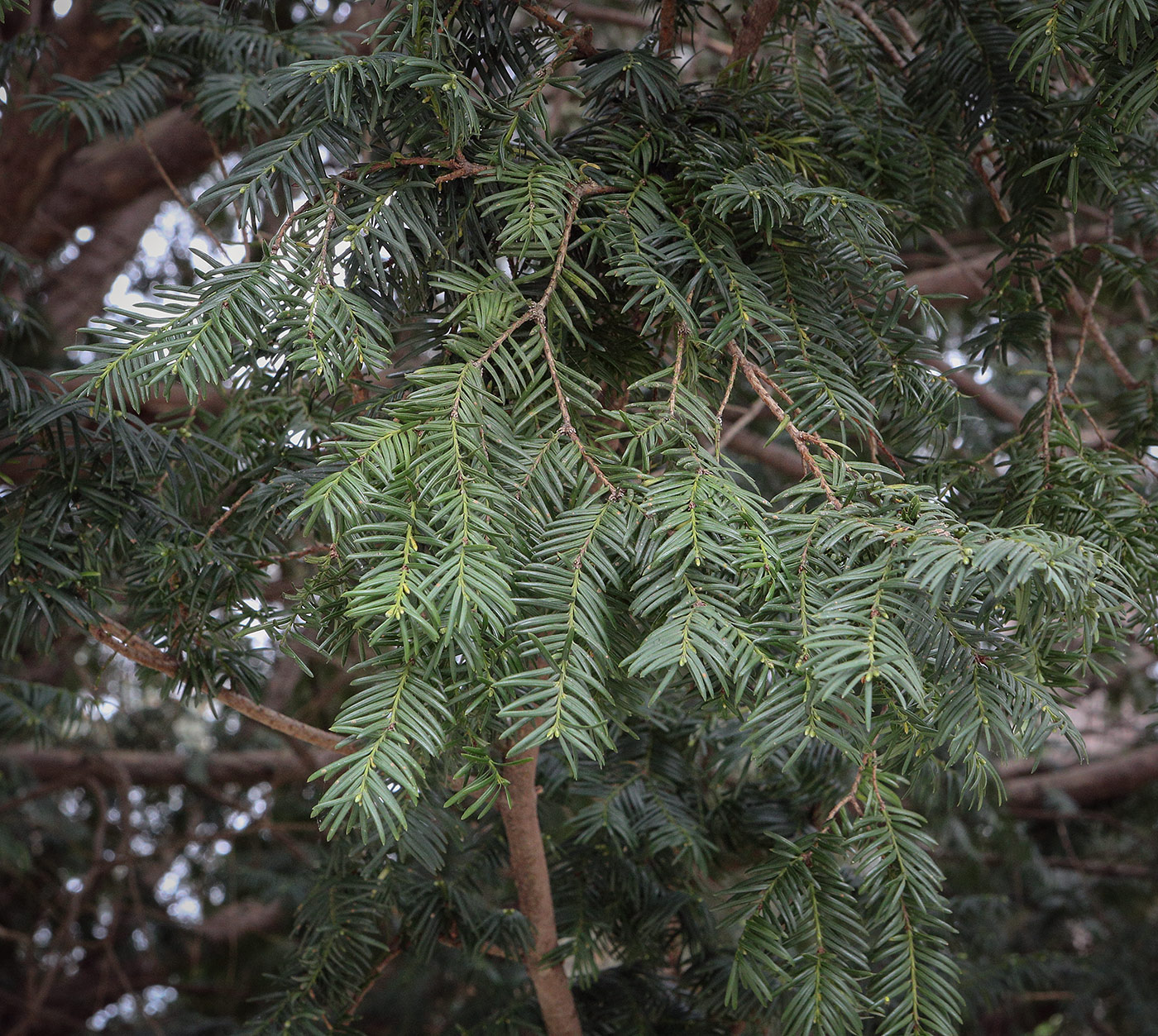 Image of Taxus baccata specimen.