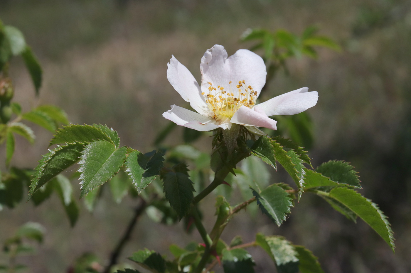 Image of Rosa agrestis specimen.