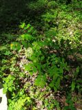 Hypericum androsaemum