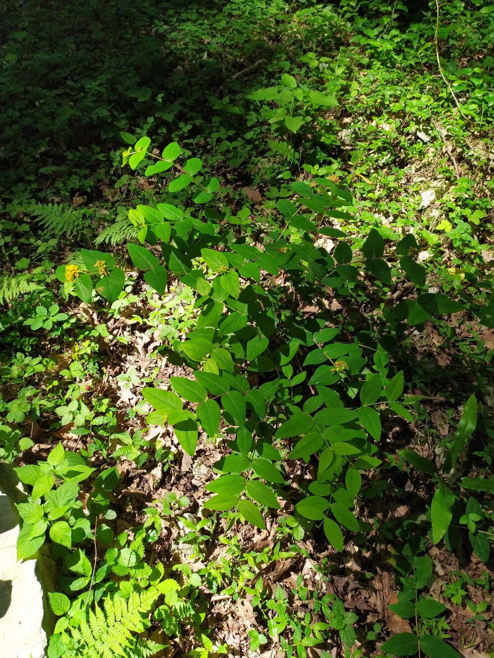Image of Hypericum androsaemum specimen.