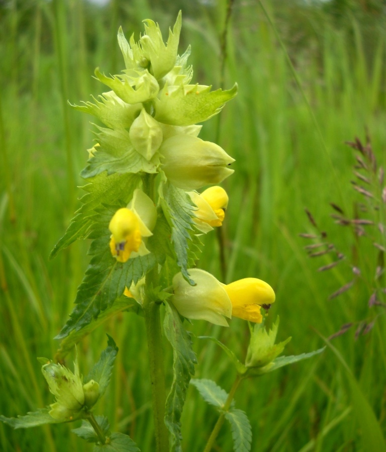 Изображение особи Rhinanthus vernalis.