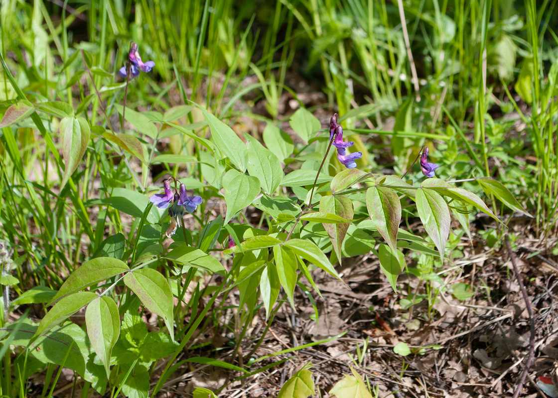 Image of Lathyrus vernus specimen.