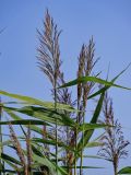 Phragmites australis